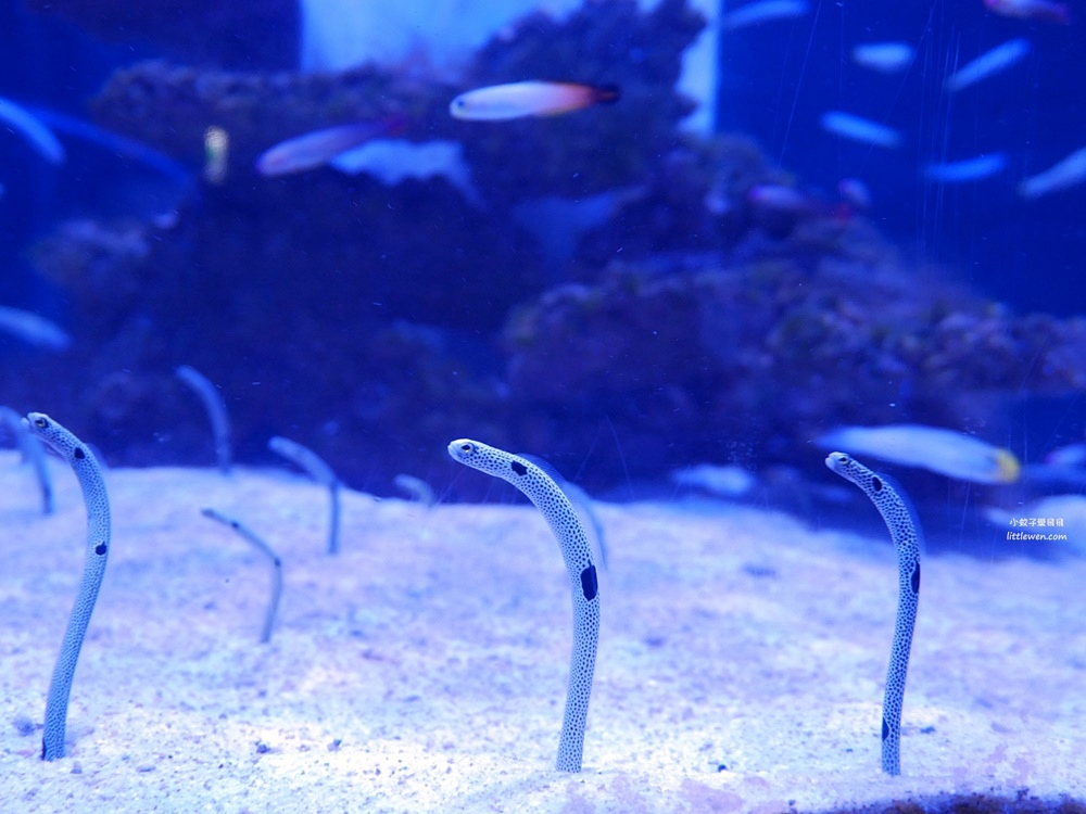 基隆親子景點「潮境智能海洋館i OCEAN」微笑魟魚空靈水母&#038;視野超好景觀咖啡廳，必拍潮境公園飛天掃帚 @小蚊子愛飛飛