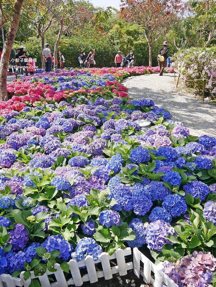 大安森林公園繡球花杜鵑花季2023最新花況，春之饗宴美拍不停