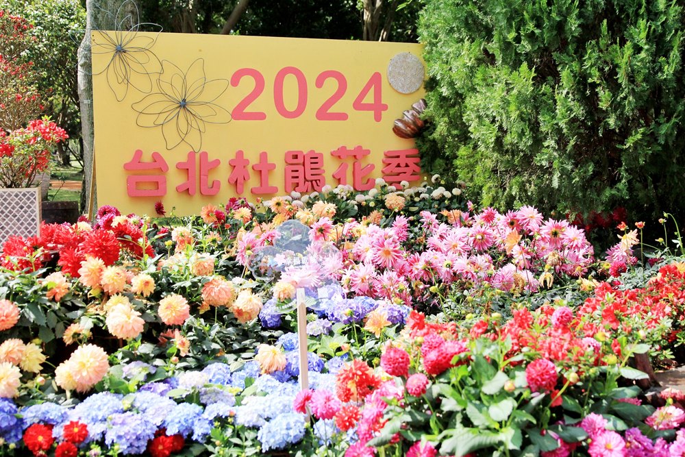 2024大安森林公園杜鵑花繡球花季多彩又浪漫