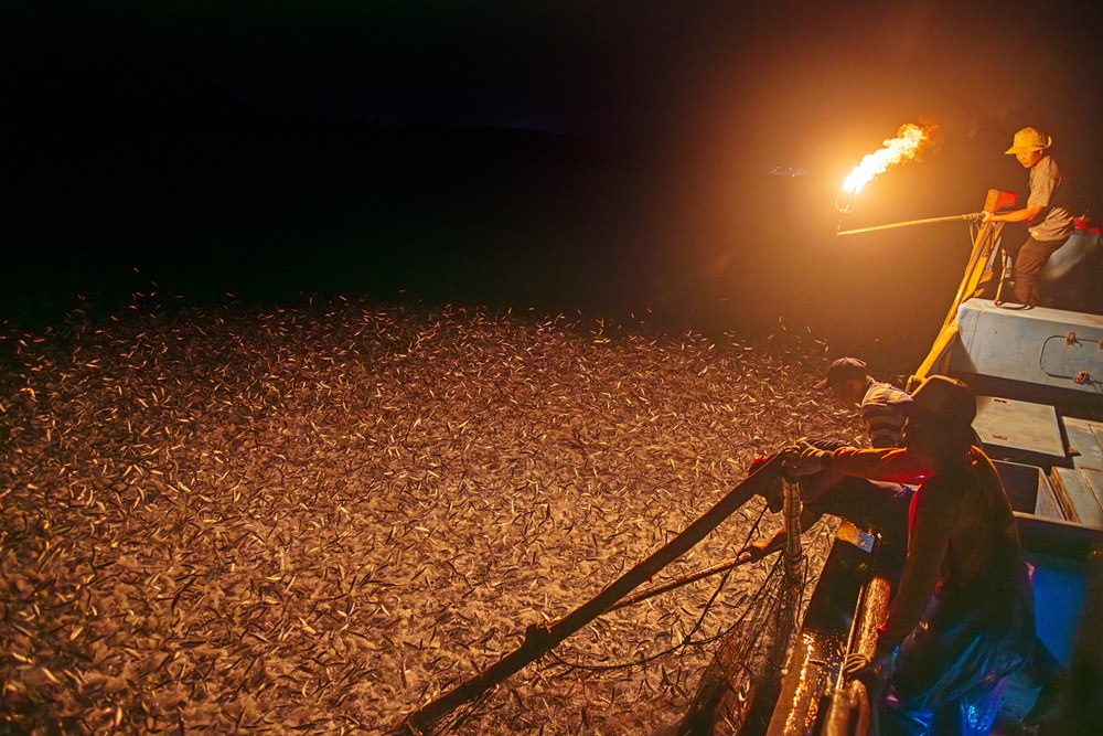 海上螢火蟲，一年一度金山蹦火仔百年傳統捕漁技法